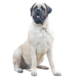 English Mastiff